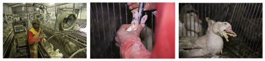 Enquête sur le foie gras du Sud-Ouest