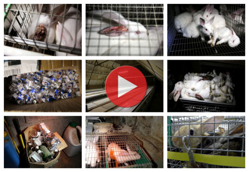 Vidéo d'enquête L214 sur l'élevage des lapins en France