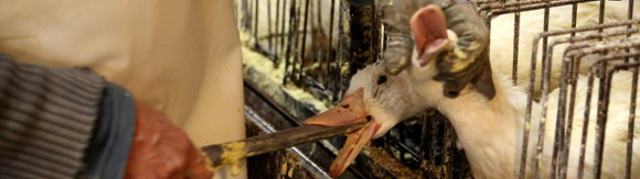 Le foie gras au parlement européen en question
