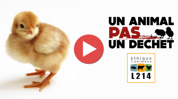 Vidéo de présentation de L214, éthique et animaux