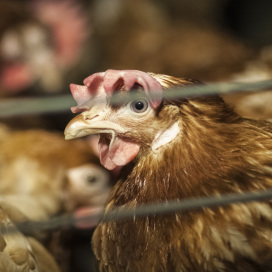 Poules pondeuses