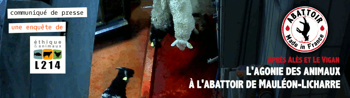 Être tué à l'abattoir de Mauléon-Licharre