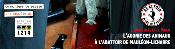 Être tué à l'abattoir de Mauléon-Licharre