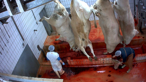 Enquête à l’abattoir de Mauléon-Licharre