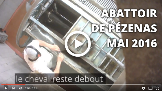 abattoir de Pézenas mai 2016