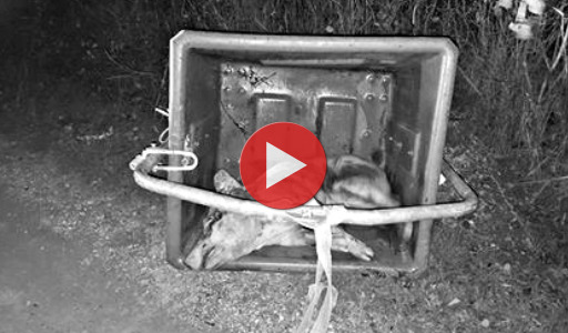 Vidéo cochon dans une poubelle