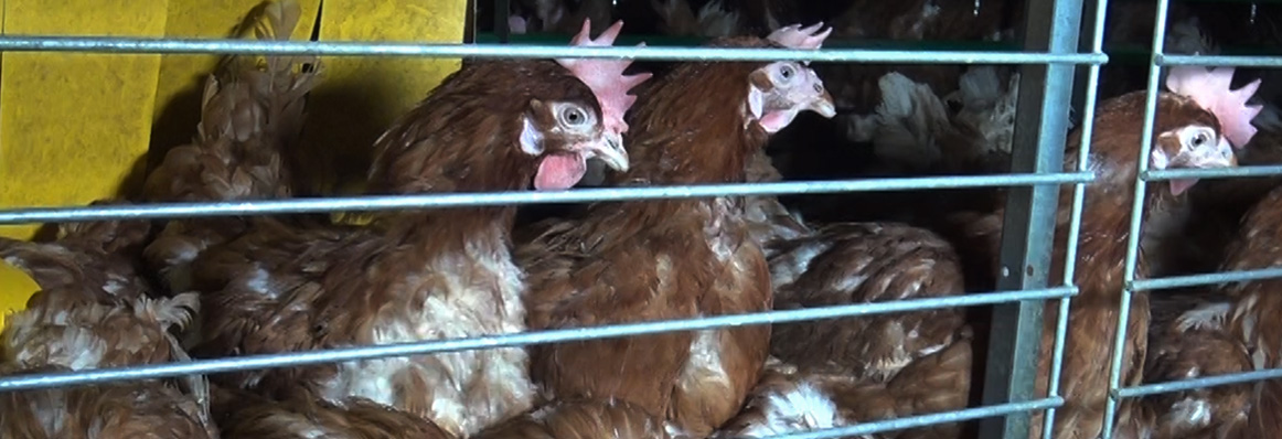 Enquête de L214 dans un élevage de poules pondeuses des Côtes d'Armor