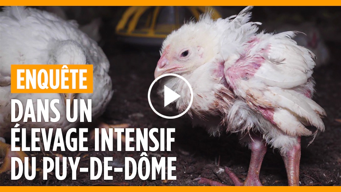 Enquête sur l'élevage des poulets