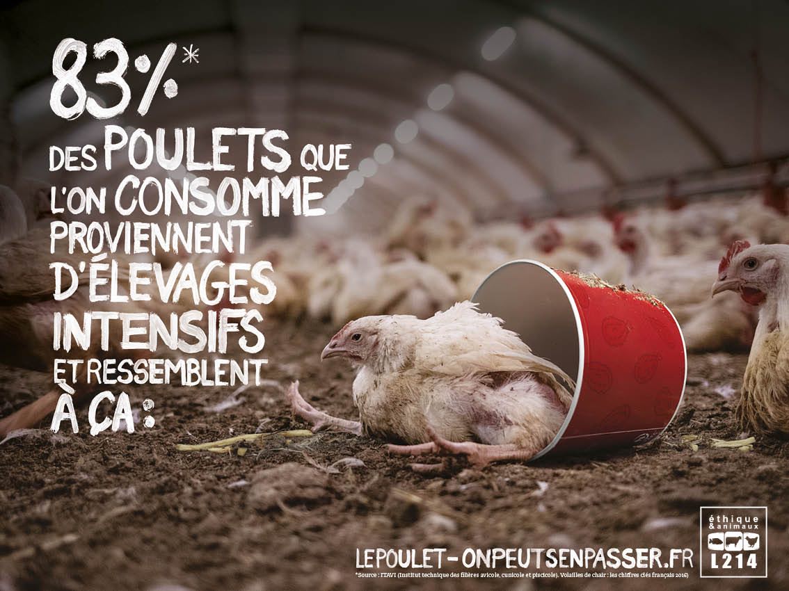 83 % des poulets proviennent d'élevages intensifs