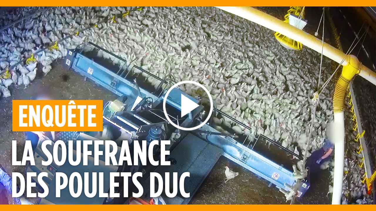 couverture vidéo poulets DUC