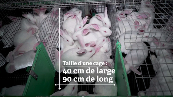 des cages de lapins surpeuplées