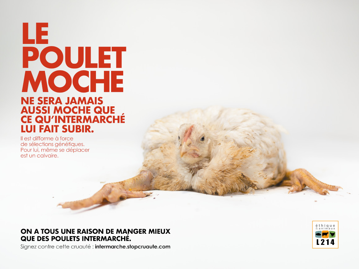 affiche intermarché poulet moche