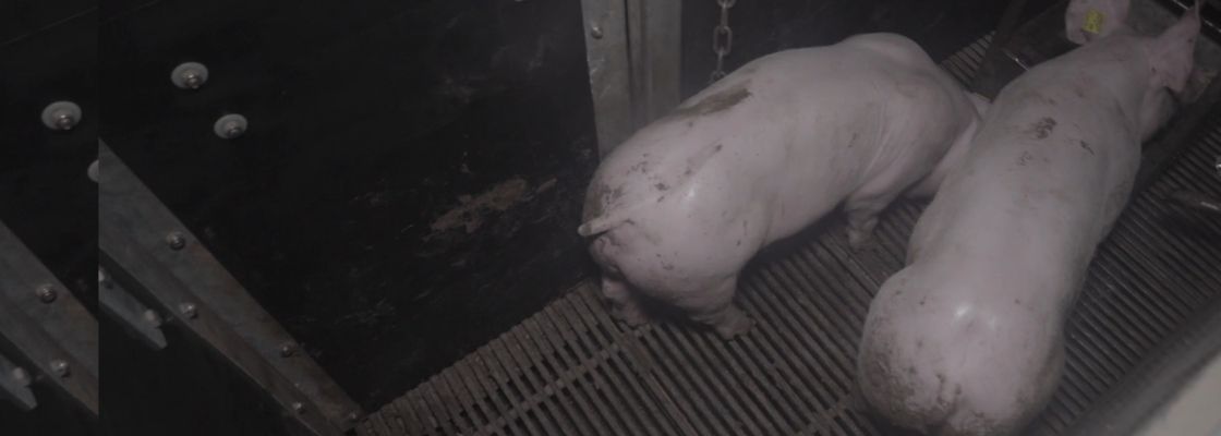 25 ans d'interdiction de la coupe de queue chez les porcs