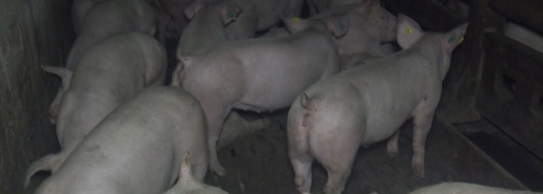 25 ans d'interdiction de la coupe de queue chez les porcs