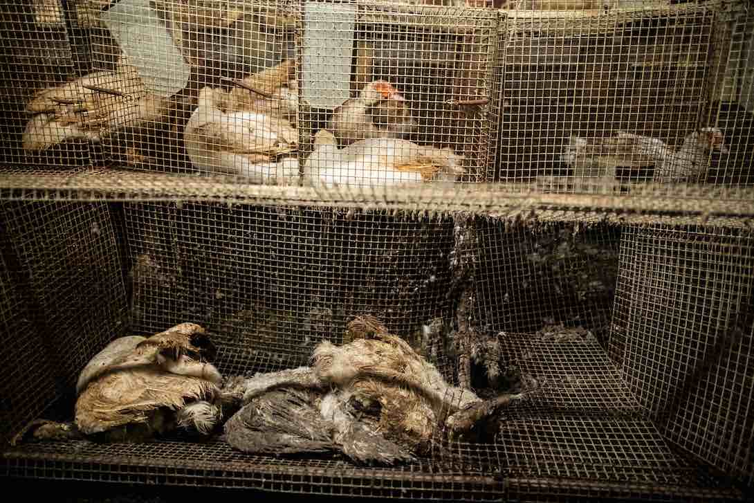 Horreur dans un élevage de canards reproducteurs pour le foie gras