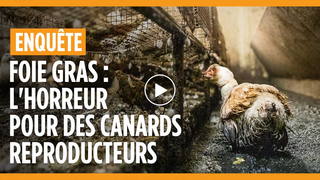L'horreur dans un élevage de canards reproducteurs pour le foie gras à Lichos