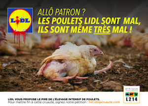 affiche poulet Lidl