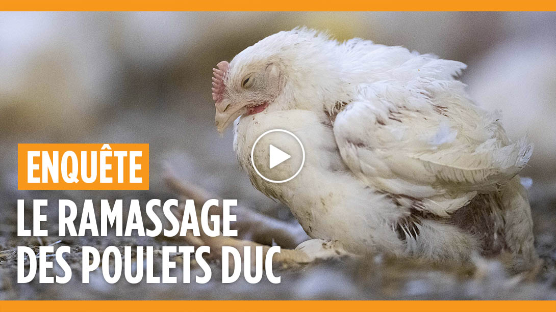 Enquête dans un élevage de poulets DUC