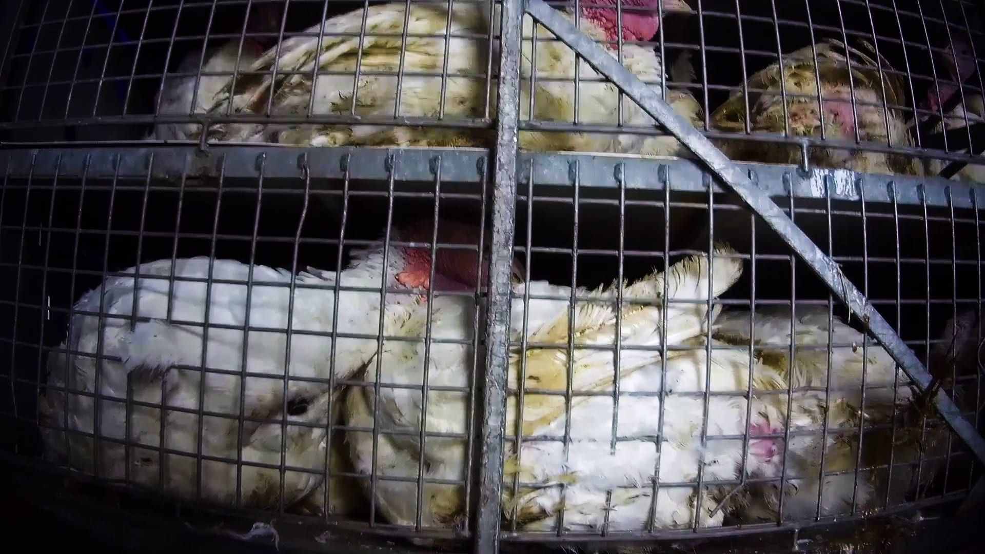 Caisses de transport à l'abattoir de Blancafort