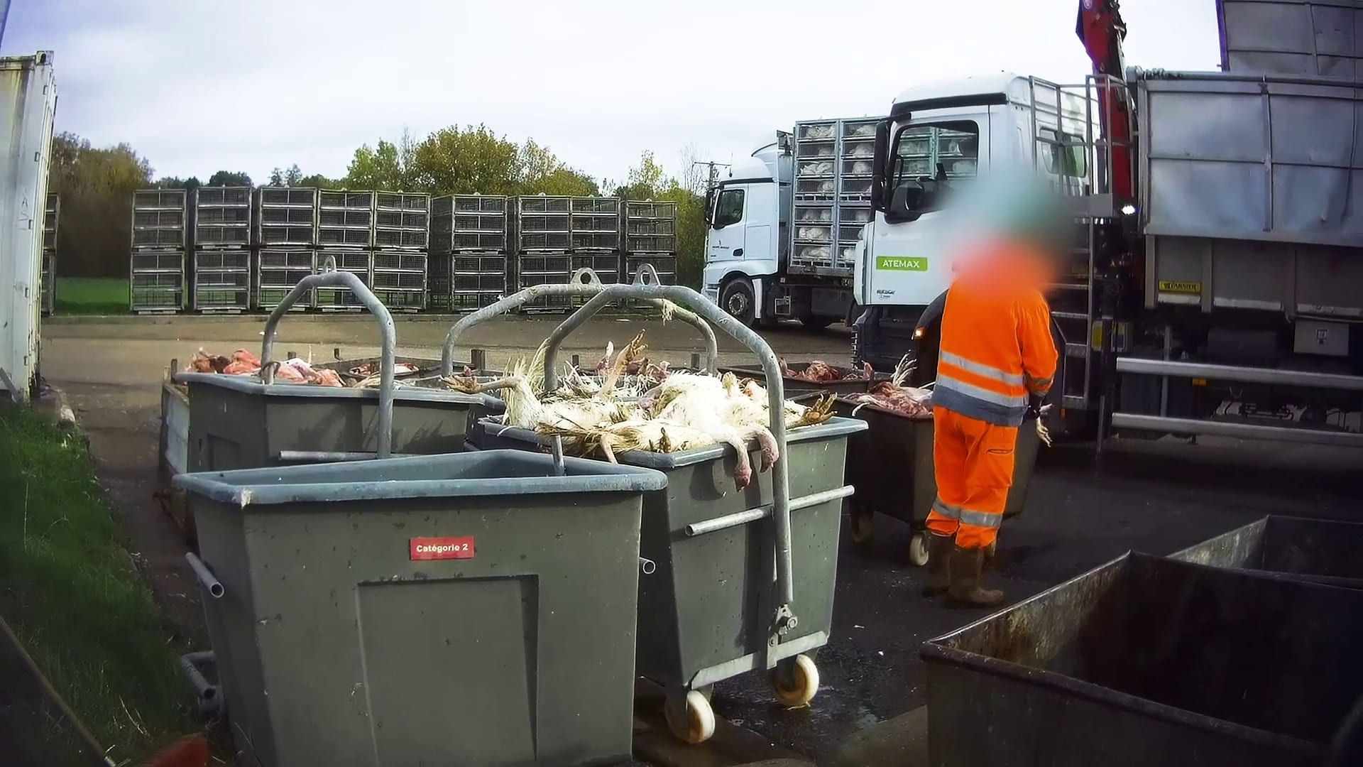 Poubelles à l'abattoir de Blancafort, 2020