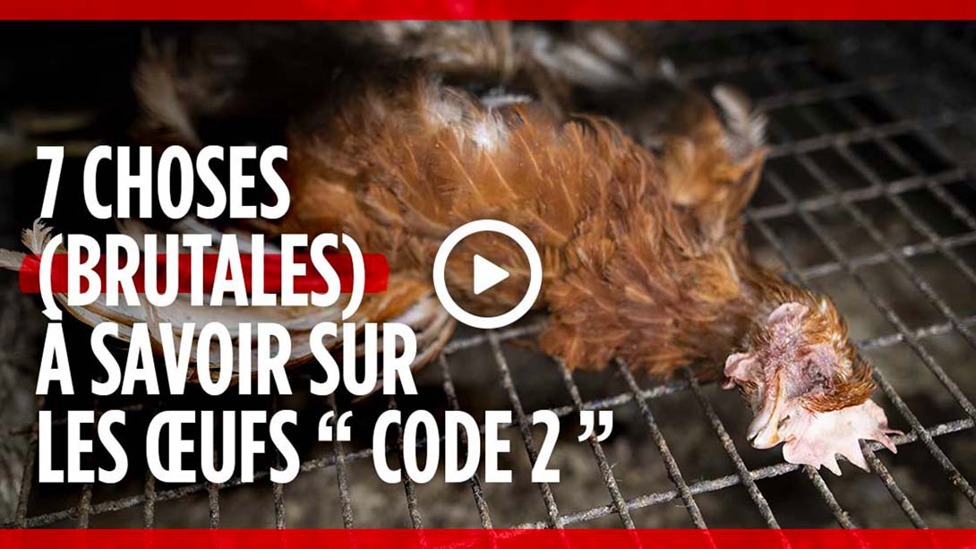 7 choses à savoir sur les œufs code 2