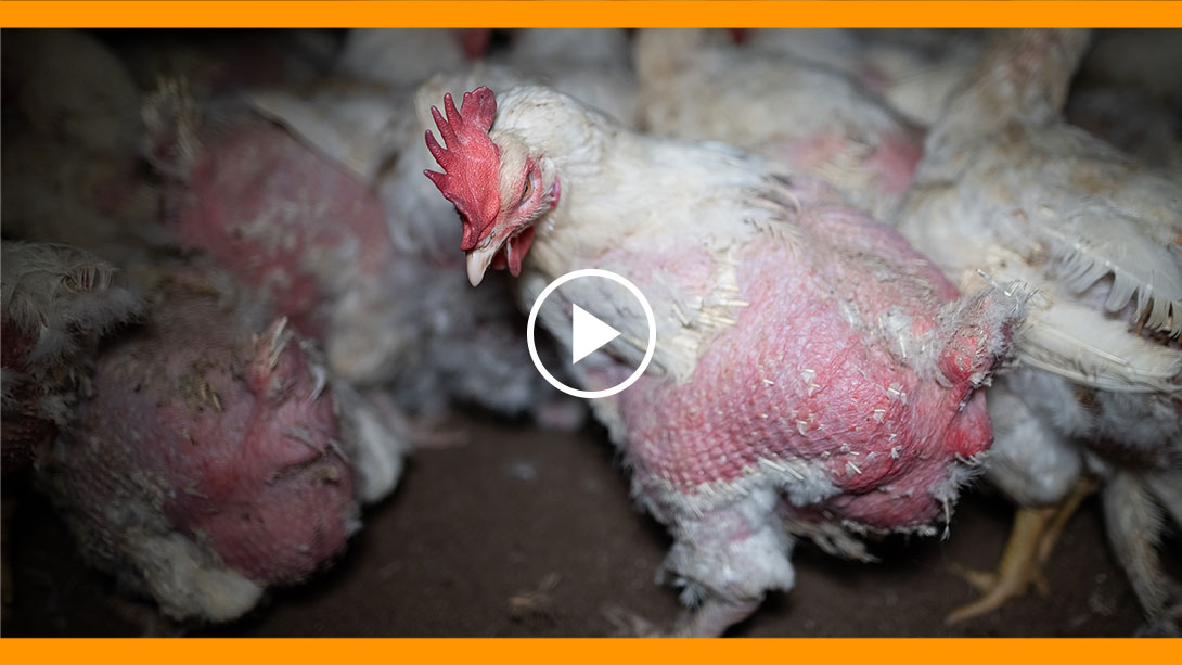 Non à l'extension de l'élevage intensif de poules et de coqs reproducteurs à Ploërmel<br />
