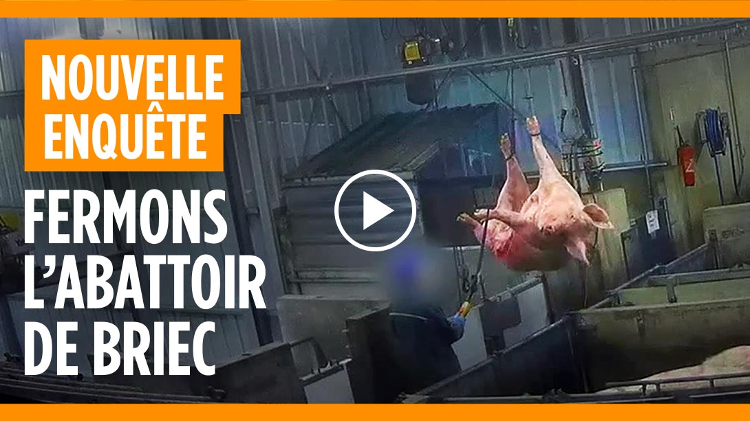 L'enfer des truies à l'abattoir de Briec