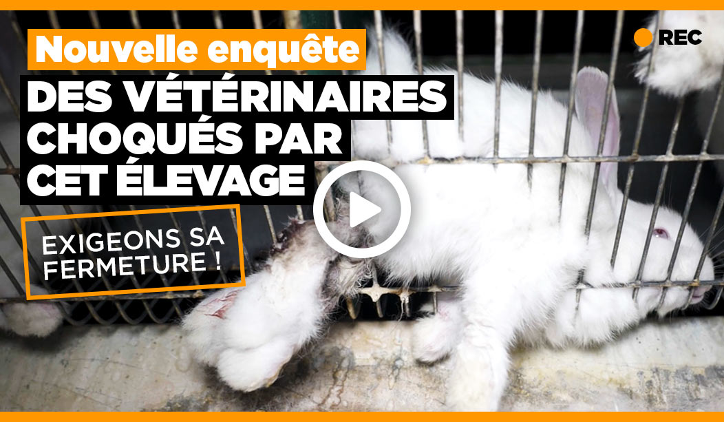vidéo lapins Le Gaulois