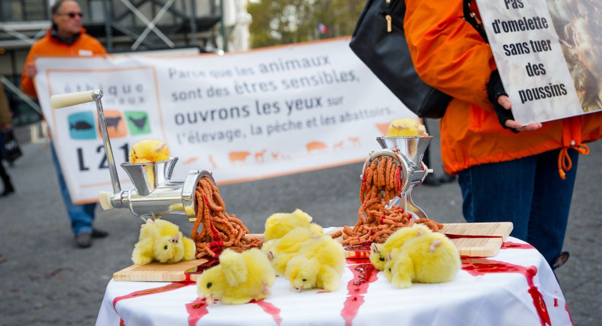 Action de L214 contre le broyage des poussins