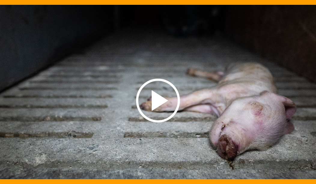 Enquête dans un élevage intensif de cochons en Bretagne