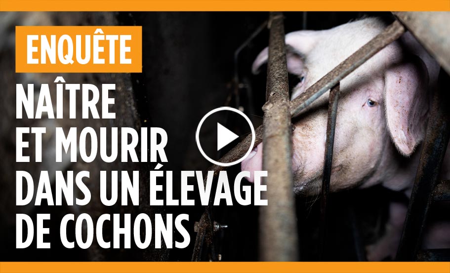 enquête dans un élevage de cochons du Finistère