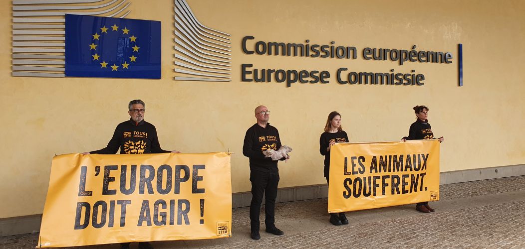 Élections européennes L214 expose porcelet mort affiche Commission