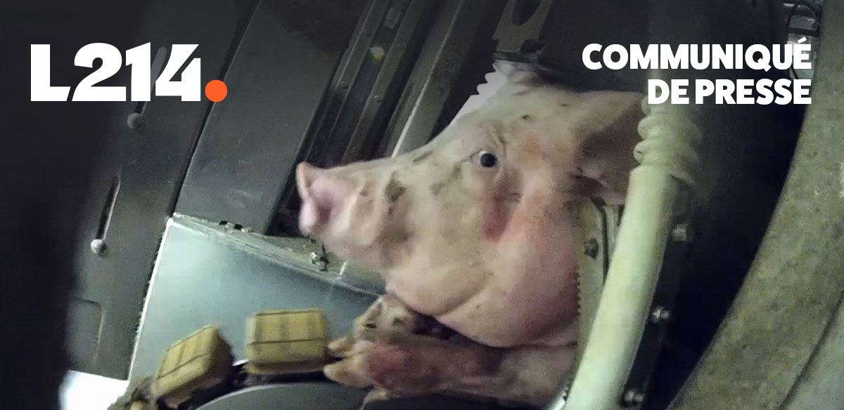 Communiqué de presse L214 – Éthique & Animaux