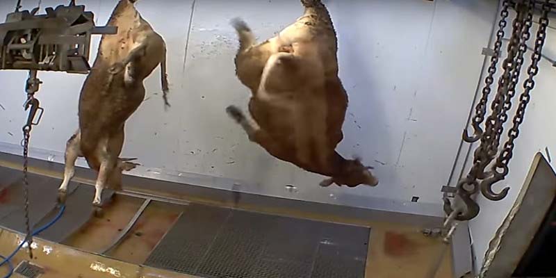 Photo d'un bovin saigné dans l'abattoir d'Ales - France