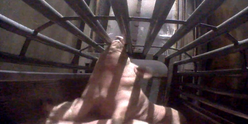 Photo d'un cochon saigné dans l'abattoir d'Ales - France