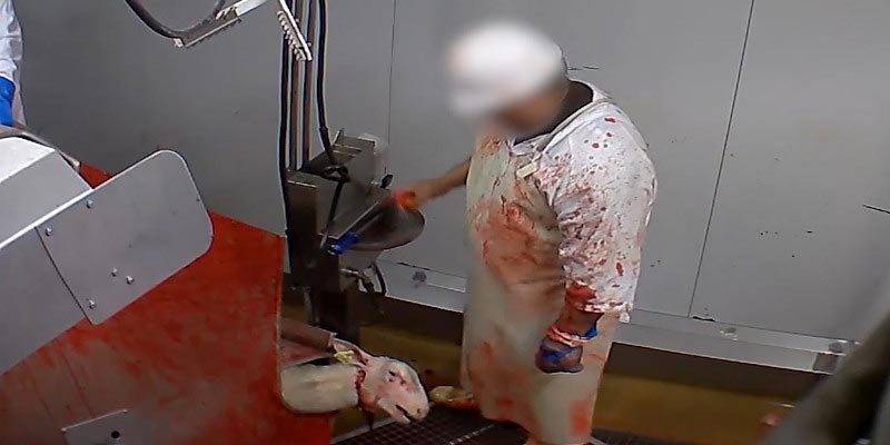 Photo d'un mouton saigné dans l'abattoir d'Ales - France