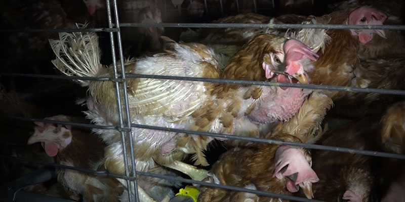 Poules entassées dans des cages - GAEC du Perrat 2016