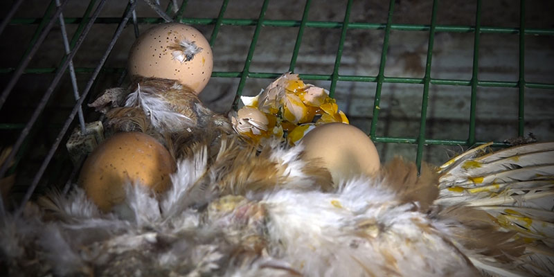 Des oeufs sont retenus par le cadavre d'une poule