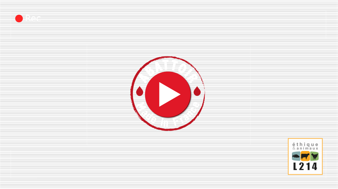 Vidéo Abattoir made in France