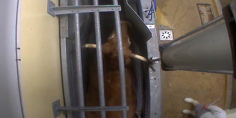 Photo d'un bovin coincé dans un box de conten tion avant d'être étourdi - Le Vigan