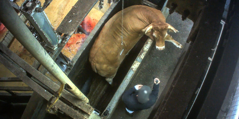 Photo d'un bovin tentant de fuir du box d'abattage - Limoges