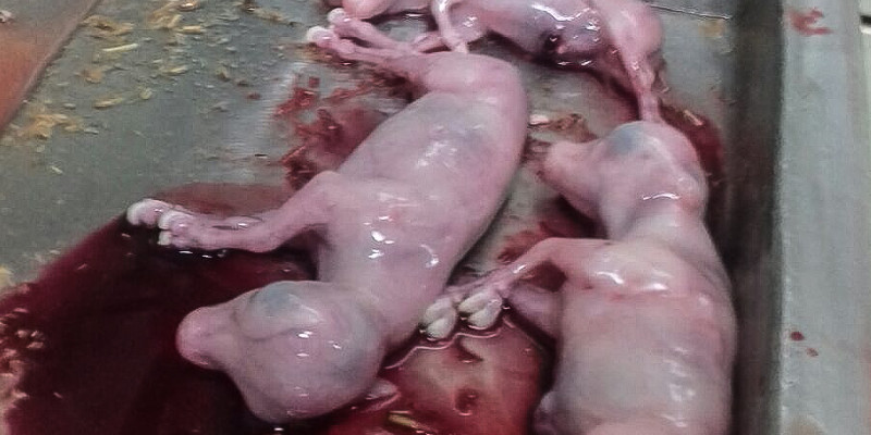 Photo de plusieurs foetus à l'abattoir de Limoges