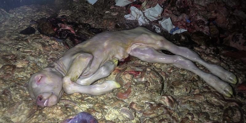 Photo d'une benne à viscères avec un foetus