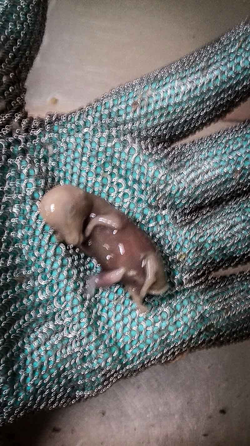 Photo d'un foetus bovin dans le creux d'un gant de maille de fer - abattoir de Limoges