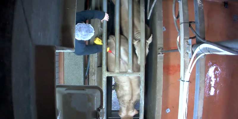 Photo d'un bovin coincé dans un box de conten tion avant d'être étourdi - Le Vigan