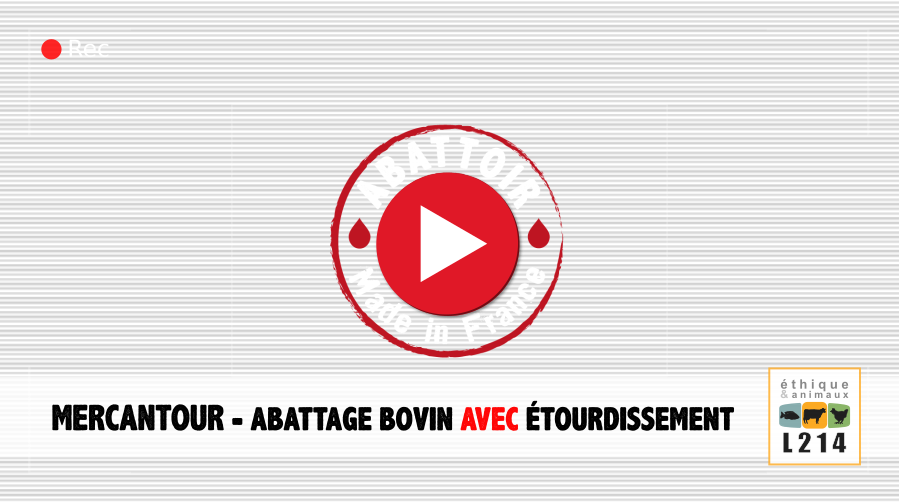 Mercantour : Abattage bovin avec étourdissement - Vidéo Abattoir made in France