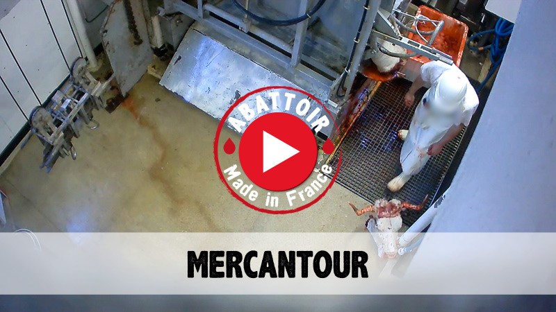 Visiter l'abattoir de Mercantour