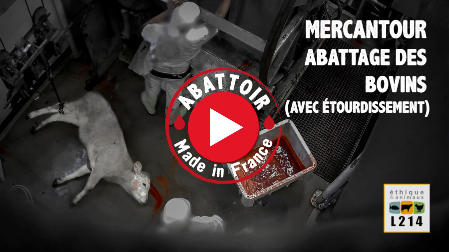 Mercantour : Abattage des bovins avec étourdissement - Vidéo Abattoir made in France
