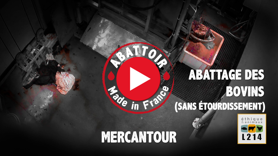 Mercantour : Abattage des bovins sans étourdissement - Vidéo Abattoir made in France