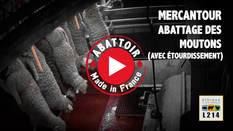 Mercantour : Abattage des moutons avec étourdissement - Vidéo Abattoir made in France